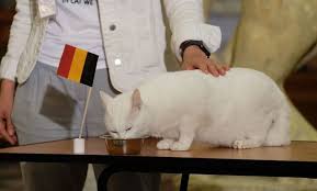 Bounce animal rescue is a nonprofit organization focused on rescuing and transitioning displaced domestic animals into their ideal homes. Achill The Cat S Father Dan Bear Has Decided That Belgium Beat Russia Newsdir3
