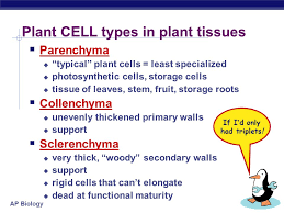 Sclerenchyma cells (dermal tissues) 4. Plant Anatomy Chapter Ppt Download