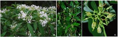Image result for Apocynaceae subfamilies Apocynoideae and Rauvolfioideae