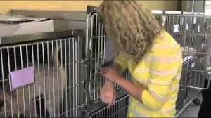 Sadly, besides having pet owners fill out a lost pet report, very little effort is made in this area of shelter operations. Animal Welfare League Of Charlotte County Youtube