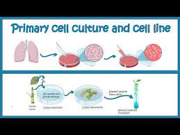 For animal cell culture the cells are taken from the organ of an experimental animal. Primary Cell Culture And Cell Line Cell Culture Basics Youtube