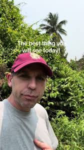 Elephant in Newport Free