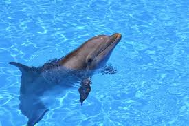Again, i care about you. I Went Swimming With Dolphins Here S Why I Ll Never Do It Again Indy100 Conversations