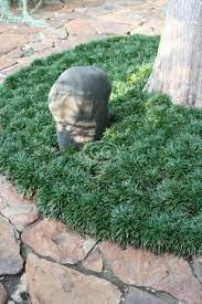 Ophiopogon J Nana 50 Bare Root Plants Dwarf Mondo Grass Ophiopogon Japonicus Monkey Grass