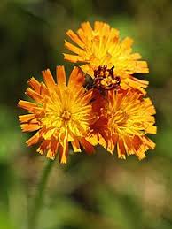 They don't blossom at all during the first. Pilosella Aurantiaca Wikipedia