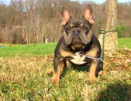 Khronos french bulldog open for stud services. Blue Tri French Bulldog Dogs Breeds And Everything About Our Best Friends