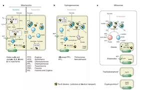 Maybe you would like to learn more about one of these? Are There Animal Cell Types That Do Not Contain Mitochondria Quora