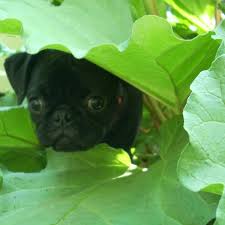 It consists of raw food, rich in fiber and carbohydrate. Homemade Diet For Dogs With Liver Shunt Pethelpful