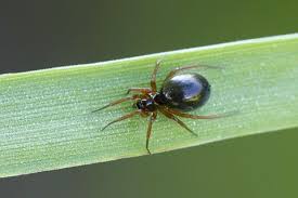 The only time its presence is obvious is when it moves. Uk Spiders 14 British Spiders You Re Likely To Find At Home