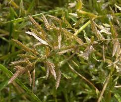 Image result for Eragrostis