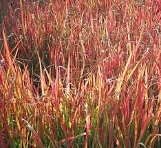 Image result for Andropogon lima