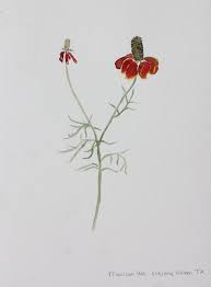 Texas Mexican Hat Wildflower Original Water Color Etsy Mexican Hat Acrylic Painting Flowers Mexican Hat Flower