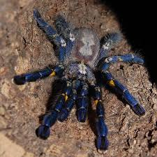 See reviews, photos, directions, phone numbers and more for the best pet stores in tucson, az. Tucsons Exotic Pet Shop Home Facebook