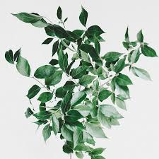 A Key Ingredient In The Brunette Enhancing Range Henna Is A Flowering Plant Native To Africa Southern Asia And N Fine Arts Posters Greenery Minimalist Wall Art
