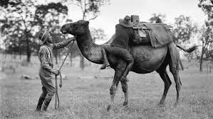 Simply browse an extensive selection of the best camel man coats and filter by best match or price to find one that suits you! Before The Civil War Us Camel Corps Explored The Southwest