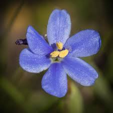 Image result for Aristea abyssinica
