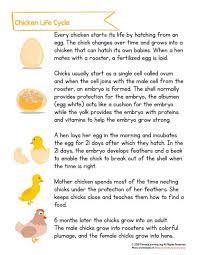 All About Life Cycle Of A Chicken For Kids Primarylearning Org Chicken Life Cycle Life Cycles Chicken Life