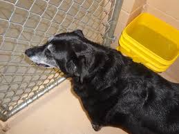 Maybe you would like to learn more about one of these? Black German Shepherd Puppies Michigan Bmo Show