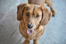 Check spelling or type a new query. Gejala Penyebab Dan Perawatan Anjing Yang Pincang Halaman All Kompas Com