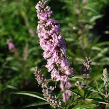 Image result for Vitex