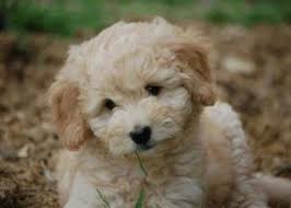 Mini goldendoodles are cuddly, very loving, and smart. Top 6 Goldendoodle Breeders In Texas 2021 We Love Doodles