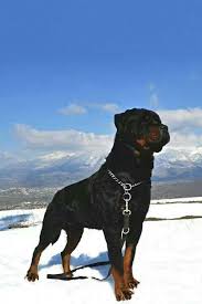 Maybe you would like to learn more about one of these? Creative Resumes Professional Printable Editable Template Bundle Ms Word Professional Resume Design Modern Cv Easter Sale In 2021 Dog Breeds Rottweiler Dog Dogs