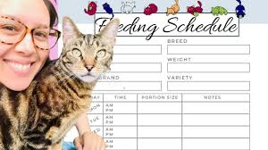 What is the best food to feed a cat? Cat Feeding Schedule Chart How Many Times To Feed Guide