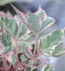 Image result for Ipomoea venosa