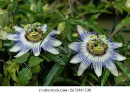 Image result for Passifloraceae