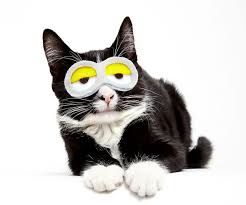 Our brooklyn pet rehoming service offers expert help for caring pet owners who want the very best for their dog or cat. Shaina Ryen Behind The Brooklyn Animal Action S Cats In Hats Project Life With Cats