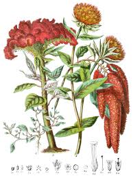 Image result for Centrostachys