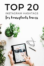 Top 20 Instagram Hashtags For Houseplants Lovers In 2020 Instagram Hashtags Instagram Houseplants