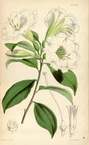 Image result for Metteniusaceae