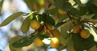 Image result for Pseudolachnostylis maprouneifolia