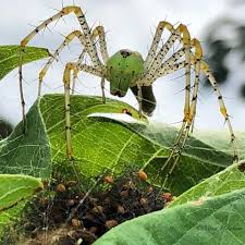 Black And White Jumping Spider Texas Green Lynx Spider And Babies By Missy Palmer Hawkins Noonday Tx Spider Species Arachnids Spiders Pet Birds