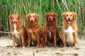 Learn more about the nova scotia duck tolling retriever breed and find out if this dog is the right fit for your home at petfinder! Nova Scotia Duck Tolling Retriever Dummy Hunters