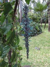 Image result for Strongylodon macrobotrys