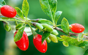 Image result for Lycium