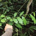 Image result for Paropsia