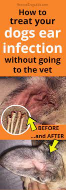 Ear Infection Remedy For Your Dog How To Treat Your Dogs Ear Infection Without Do Dog Ear Infection Remedy Dogs Ears Infection Dog Ear Infection Treatment