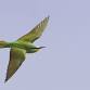Bob Webzell – More than just a bird on a stick event image