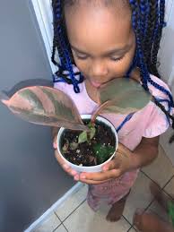 Perennial plant identification help needed