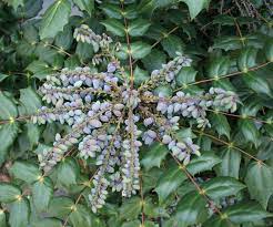 'this'll no doubt become a weekly ritual, especially if i'm. Holly Leaves Berries Free Photo On Pixabay