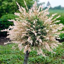 Salix Flamingo Willow Tall Standard Tree By Kaleidoscope Kaleidoscope Plants Under Trees Garden Shrubs Plants