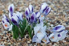 Large Assortment Of Crocus Flower Bulbs Available Online Buy Now Bulb Flowers Crocus Flower Crocus