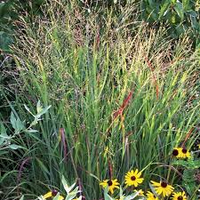 Image result for Panicum monticola