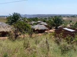 Image result for Tricliceras longepedunculatum