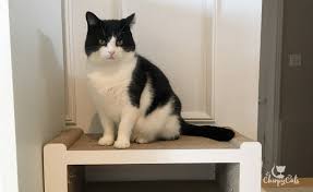 Smart fun with clicker (bringing by christine new. Train Your Cats To Stay Off Countertops Through Rewards Based Training
