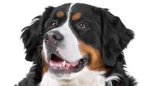 Eind juli zijn er bij ons op de boerderij berner sennen pups geboren. Licg Nl Berner Sennenhond