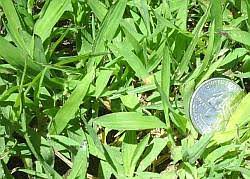 Top 10 best pre emergent for crabgrass 2020. When To Apply Crabgrass Preventer